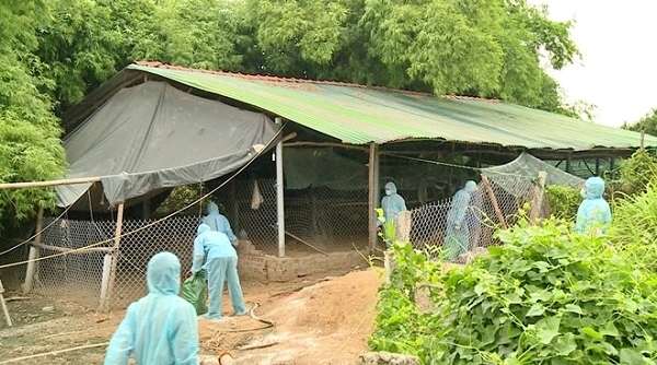 Phú Yên: Xuất hiện ổ dịch cúm gia cầm H5N6