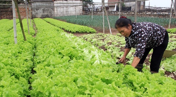 Hà Nội: Phê duyệt Kế hoạch chuyển đổi cơ cấu cây trồng trên đất lúa đến năm 2020