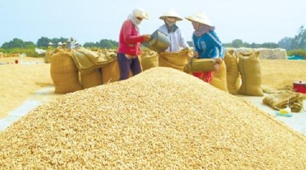Lúa gạo Việt Nam được đăng ký bảo hộ quốc tế