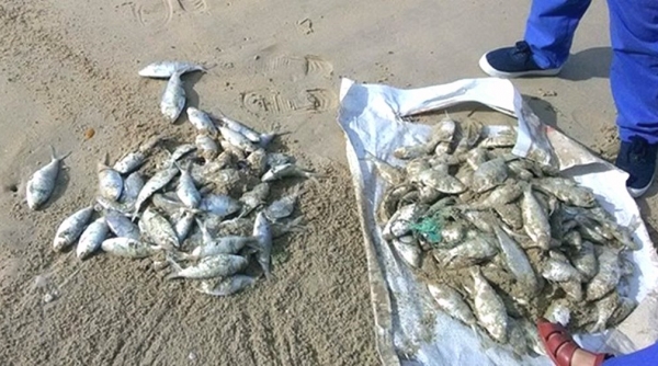 Đà Nẵng: Hàng loạt cá chết, trôi vào bãi biển du lịch Xuân Thiều