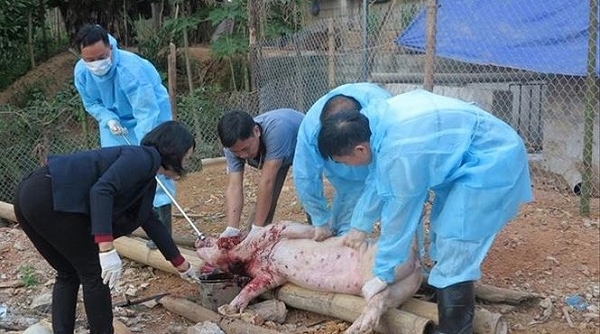 Lạng Sơn: 'Lợn nôn ra máu, chết hàng loạt' là thông tin thất thiệt