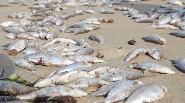 Nguyên nhân cá chết hàng loạt tại bãi biển Đà Nẵng
