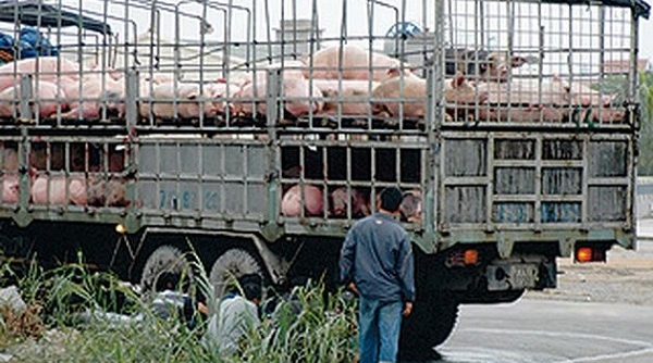 Bộ GTVT: Tăng cường phòng chống buôn lậu, vận chuyển lợn, sản phẩm từ lợn không rõ nguồn gốc