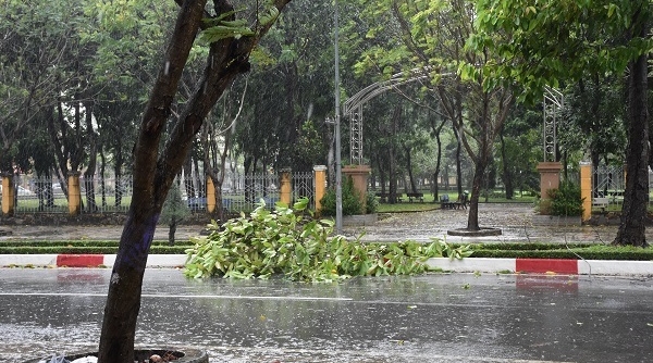 Bà Rịa Vũng Tàu, đã xuất hiện cây gãy do bão số 9, mưa lớn trên diện rộng