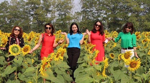 Hà Nội: Cánh đồng hoa hướng dương đẹp rực rỡ giữa khu đô thị sinh thái cao cấp Đan Phượng