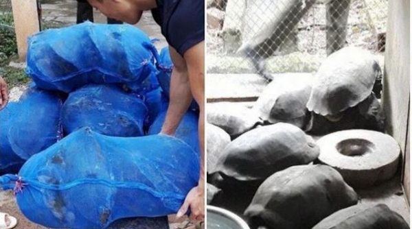 Quảng Bình: Phát hiện xe tải chở số lượng lớn động vật hoang dã
