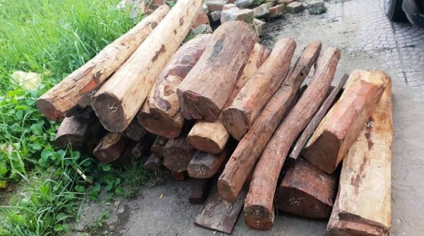 Hà Tĩnh: 300 kg gỗ trắc "vi vu" trên xe biển Lào bị phát hiện