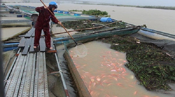 Quảng Nam: 40 lồng cá bị nước lũ cuốn trôi