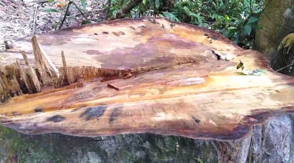 KonTum: Đình chỉ công tác 3 cán bộ để điều tra vụ phá rừng tại H. Kon Plông
