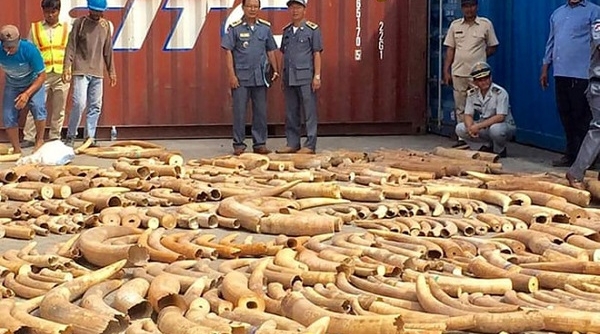 Tịch thu hơn 3 tấn ngà voi trong vụ buôn lậu tại Campuchia