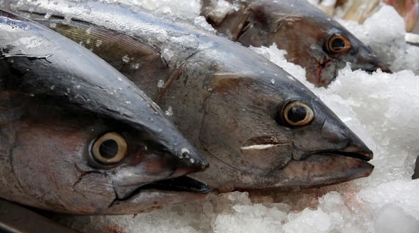 Mexico thua kiện Mỹ trong cuộc chiến 10 năm về dán nhãn cá ngừ