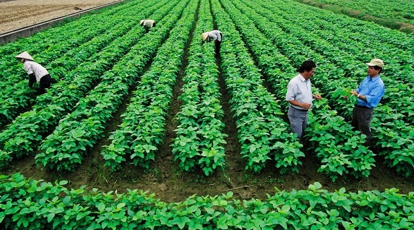 Hướng dẫn chính sách khuyến khích doanh nghiệp đầu tư vào nông nghiệp, nông thôn