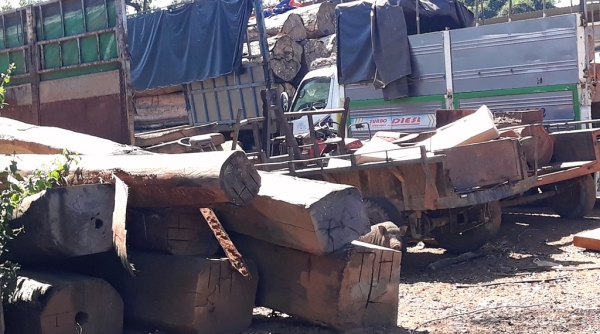 Kon Tum: Liên tiếp phát hiện nhiều vụ vận chuyển gỗ lậu
