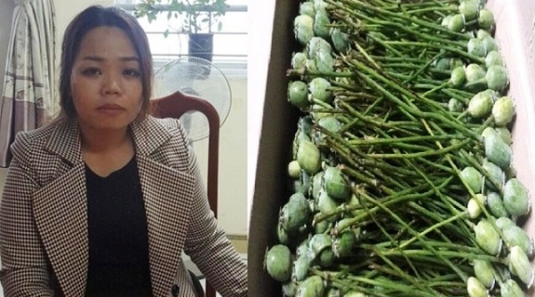 Hà Tĩnh: Bắt quả tang nữ quái tàng trữ 12kg quả thuốc phiện tươi