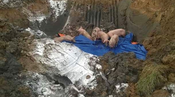Hà Tĩnh: Tiêu hủy gần 100 con lợn bị lở mồm long móng