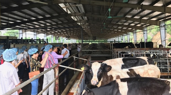 Hà Nội: Đồng bộ các giải pháp phòng chống bệnh lở mồm long móng gia súc