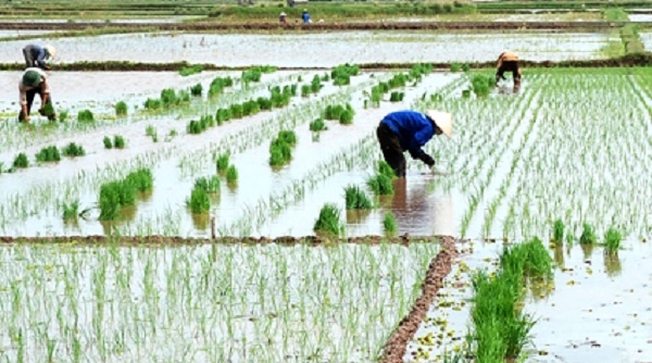 Lịch lấy nước phục vụ gieo cấy lúa vụ Đông Xuân 2018-2019