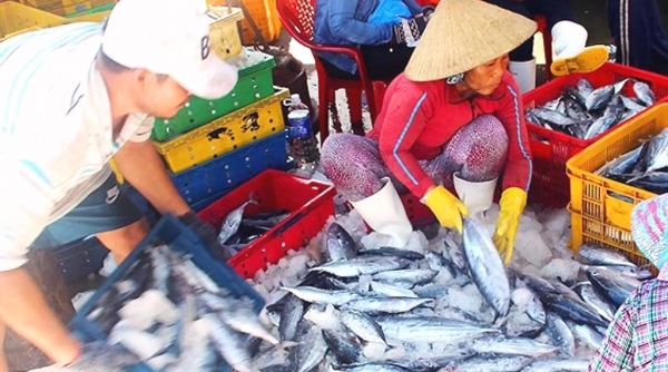 Bình Định: Hơn 200 công nhân ngộ độc vì ăn cá ngừ