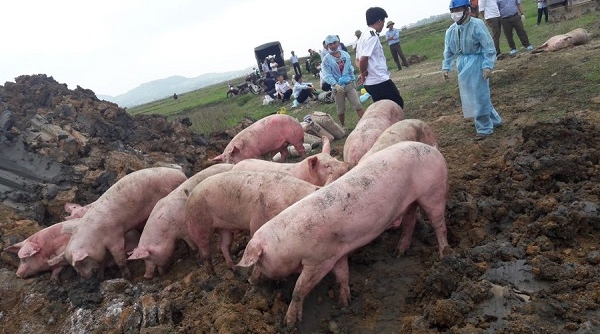 Hà Tĩnh: Tiêu hủy hơn 700 con lợn do mắc bệnh lở mồm long móng