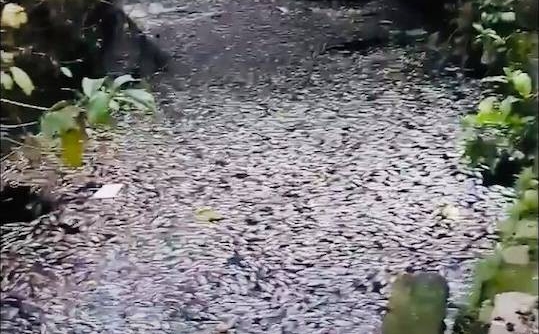 Nghệ An: Nước đen kịt, cá bất ngờ chết trắng trên kênh hào Thành Cổ Vinh