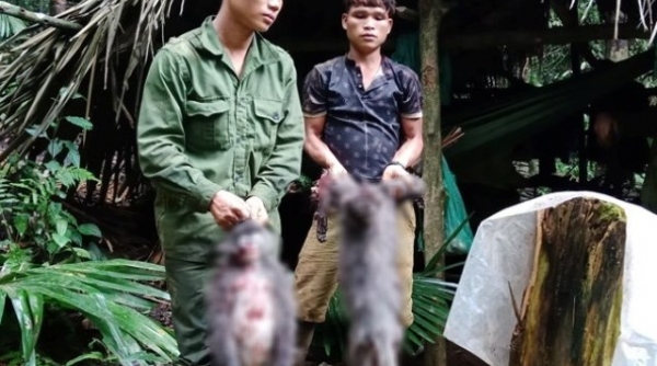 Nghệ An: Cần xử lý nghiêm nhóm thợ săn bắn chết hai cá thể Voọc xám quý hiếm