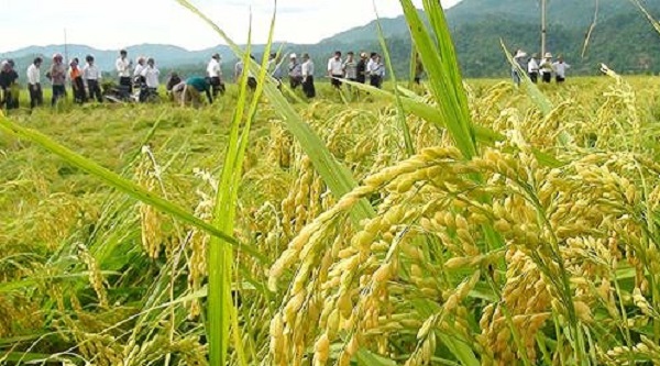 Phê duyệt Kế hoạch phát triển sản xuất lúa Japonica hàng hóa, chất lượng theo tiêu chuẩn xuất khẩu