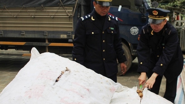 Hải quan Quảng Ninh: Bắt giữ 420 kg ba kích nhập lậu