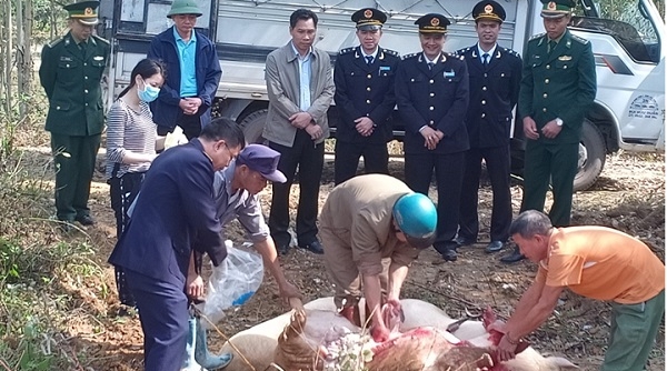 Quảng Ninh: Sát Tết Nguyên đán Kỷ Hợi, bắt lô lợn ‘khủng’ nhập lậu