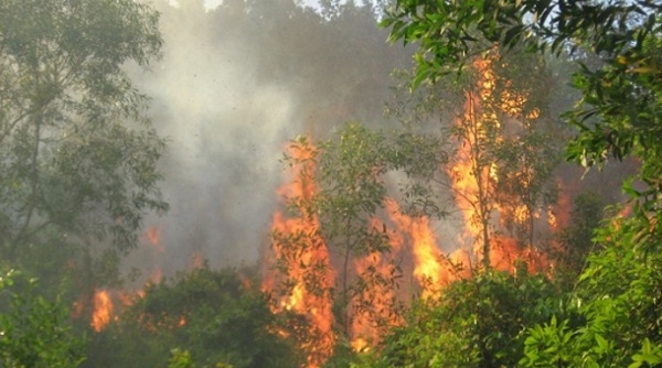 Lào Cai: Bất ngờ cháy lớn tại Vườn quốc gia Hoàng Liên