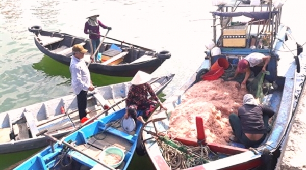 Quảng Ngãi-Bình Định: Ngư dân bội thu lộc biển đầu năm