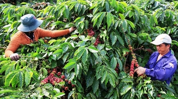 Giá nông sản ngày 21/2/2019: Cà phê tăng nhẹ, giá tiêu giảm