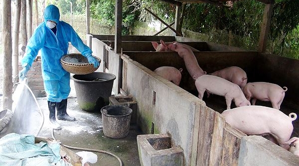FAO huy động các nguồn lực hỗ trợ Việt Nam kiểm soát dịch tả lợn châu Phi