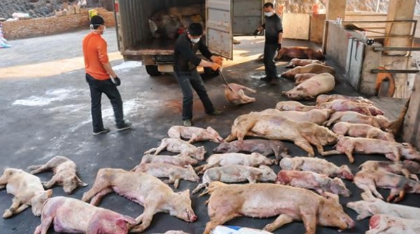 Thanh Hóa: Triển khai các biện pháp ngăn chặn dịch lợn tả châu Phi lây lan