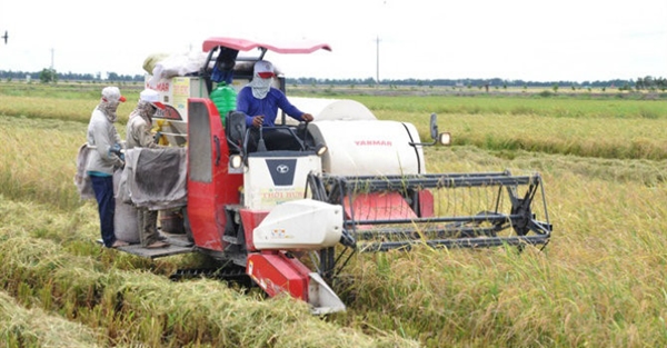 Ngân hàng dành hàng nghìn tỷ đồng hỗ trợ doanh nghiệp ngành lúa gạo