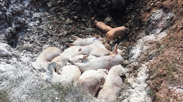 Thái Bình: Tiêu hủy 273 con lợn mắc dịch tả lợn Châu Phi