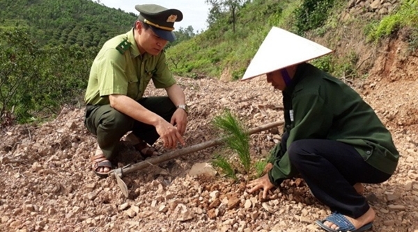 Bắc Giang: Trồng mới 983ha rừng bảo vệ môi trường