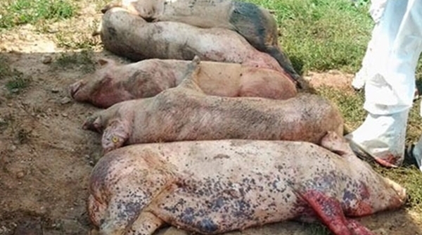 Bắc Giang: Tăng cường phòng, chống bệnh Dịch tả lợn Châu Phi