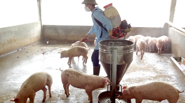 Phó Thủ tướng Chính phủ yêu cầu siết các biện pháp để hạn chế Dịch tả lợn châu Phi lây lan