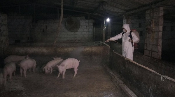 Hải Dương: Tiêu hủy số lượng lớn lợn bị mắc dịch tả lợn Châu Phi