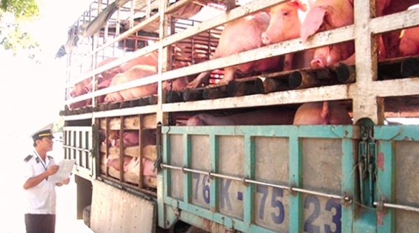 Đà Nẵng: Chủ động các biện pháp phòng bệnh dịch tả lợn Châu Phi