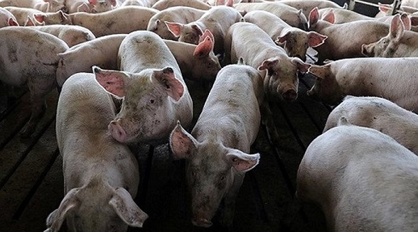 Hà Nội: Thành lập 05 tổ công tác liên ngành kiểm tra công tác phòng, chống bệnh Dịch tả lợn Châu Phi