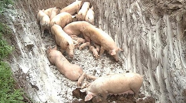 Hưng Yên: Phát hiện thêm 2 hộ chăn nuôi có lợn bị nhiễm dịch tả châu Phi