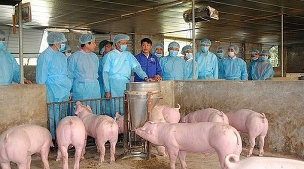 Hà Nội: Thực hiện quyết liệt các biện pháp phòng chống dịch tả lợn châu Phi