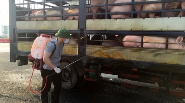 Quảng Ninh lập các chốt kiểm dịch tại “cửa ngõ” tỉnh ngăn chặn dịch tả lợn châu Phi