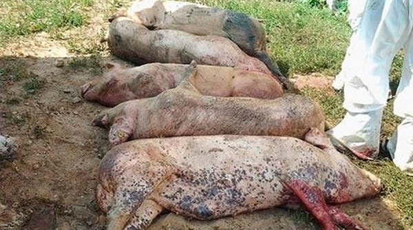 Hà Nội: Xuất hiện ổ dịch tả lợn châu Phi thứ 2 tại Đông Anh