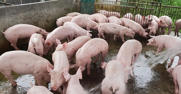 Giá lợn hơi diễn biến khó lường giữa "cơn bão" dịch tả lợn châu Phi