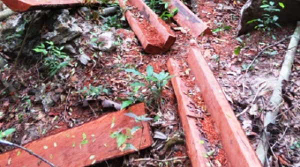 VQG Phong Nha – Kẻ Bàng: Khoảng 70 m3 gỗ quý bị lâm tặc đốn hạ, Tỉnh ủy yêu cầu xử nghiêm
