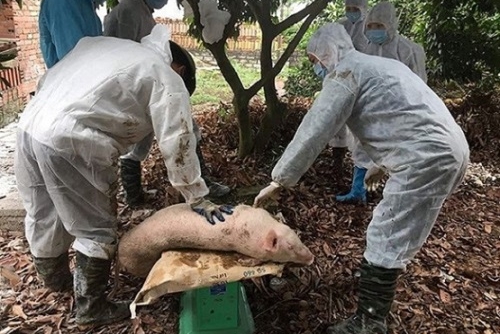 Bắc Kạn: Tiến hành tiêu hủy ổ dịch tả lợn châu Phi