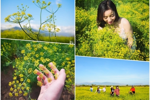 Giới trẻ "phát sốt" với cánh đồng hoa thì là ở Ninh Thuận