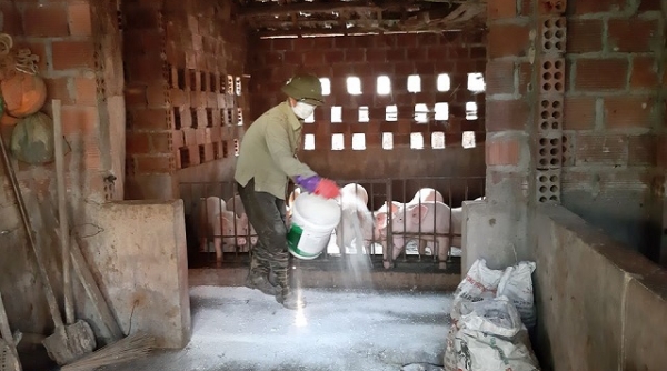 Quảng Ninh: Liên tiếp xuất hiện ổ dịch tả lợn Châu Phi